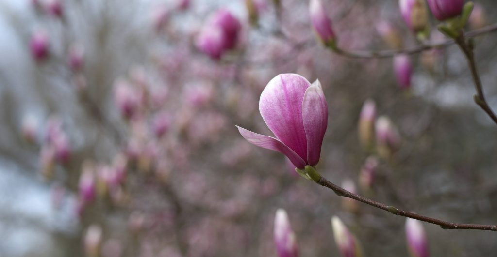 Blooming Princeton, March 2024